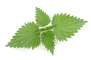 Stinging Nettle (Urtica Dioica) Leaves Isolated on White Background