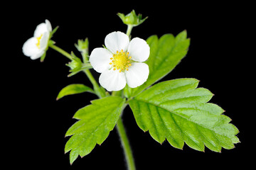 Strawberry Branch with Leaves and Flowers on Black Background