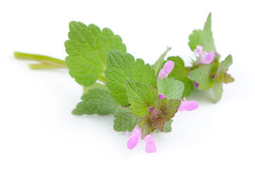 Dead-Nettle (Lamium) Plant with Purple Flowers Isolated on White Background