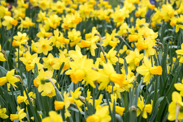 Beautiful blooming daffodil flowers.