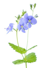 Veronica Chamaedrys (Germander Speedwell) Branch with Flowers Isolated on White Background