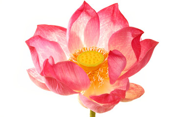 lotus flower