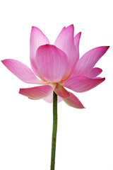 lotus flower