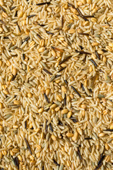 Dry Raw Organic Wild Rice