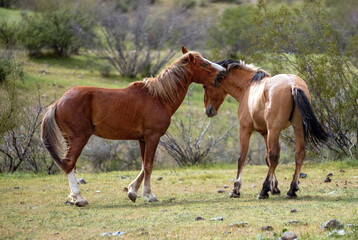 Wild horse stallions biting while fighting in the Salt River wild horse management area near Scottsdale Arizona United States