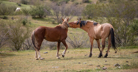 Fighting wild horse stallions biting each other in the Salt River wild horse management area near Mesa Arizona United States