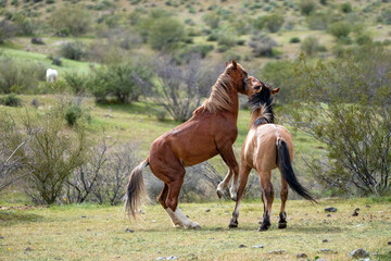 Arizona wild horse stallions biting while fighting in the Salt River wild horse management area near Mesa Arizona United States