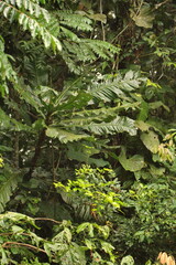 Lush, green trees in the jungle, in the Cuyabeno Wildlife Reserve, outside of Lago Agrio, Ecuador