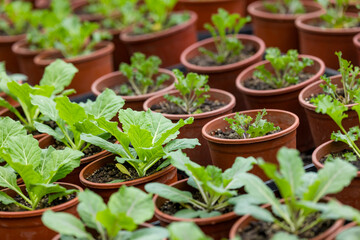 Potted seedlings sprout growing in the green house - 758122663