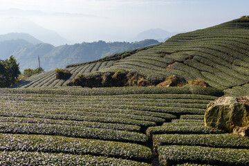 Tea field in Shizhuo Trails at Alishan of Taiwan - 758122837