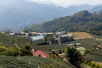 Fresh green tea field in Shizhuo Trails at Alishan of Taiwan - 758122863