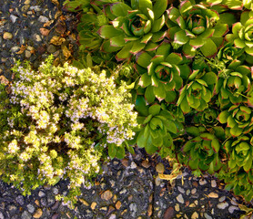 Wild thyme (Thymus Vulgaris) in flower grows between tiles next to immortelles (Sempervivum)....