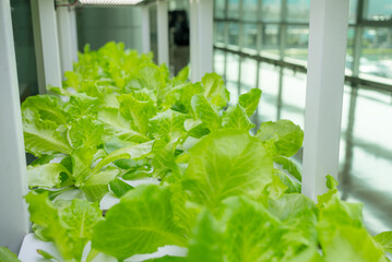 Hydroponics vegetable growing in the nursery - 758124684