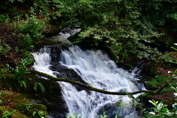 Waterfall in the forest. Woodstock waterfall, Woodstock Arboretum and Gardens, Inistioge, County Kilkenny, Ireland