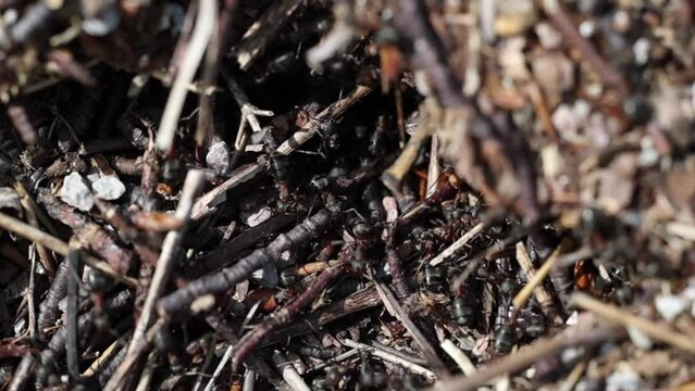 breve ripresa video che mostra con una visuale macro le formiche che si spostano all'esterno del loro formicaio, illuminate dal sole, di giorno, in primavera