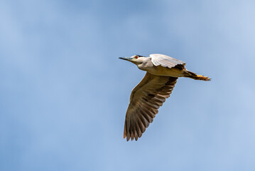 Black-crowned Night-heron flying at Orlando Wetlands