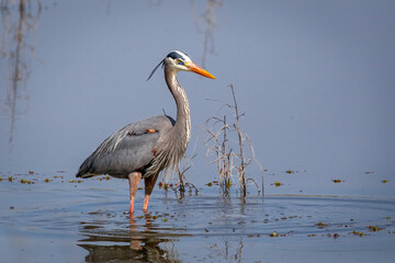 great blue heron