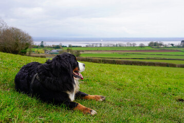 Bernese Mountain Dog lying down on the green grass in a field, looking away from the camera  - Powered by Adobe