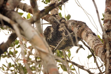 Brown-throated sloth (Bradypus variegatus) climbing a tree in the Cuyabeno Wildlife Reserve, outside of Lago Agrio, Ecuador