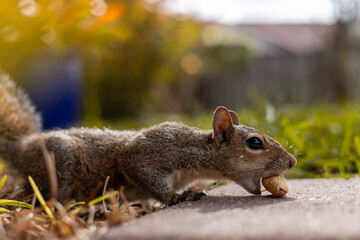 Young Squirrel Biting into a Peanut in a Backyard