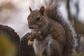 Cute Squirrel Eating a Peanut White on Top of a Wooden Fence