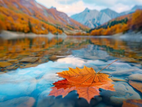 A maple leaf floating on the serene mountain lake. 