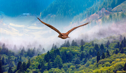 Red-tailed Hawk flying over the mountains with autumn forest background