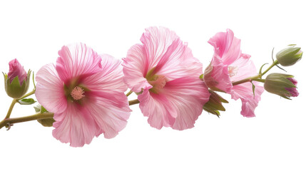 Realistic Hollyhock on Transparent Background