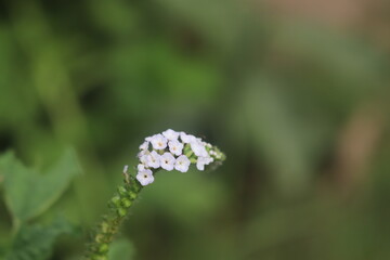 "Flourishing Fragrance: A Visual Ode to Botanical Marvels"