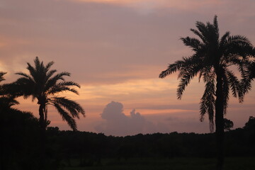 "Botanical Ballet: Nature's Grace in Bloom"