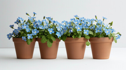  A vibrant array of miniature wildflowers flourishing in individual pots, their diverse colors and...