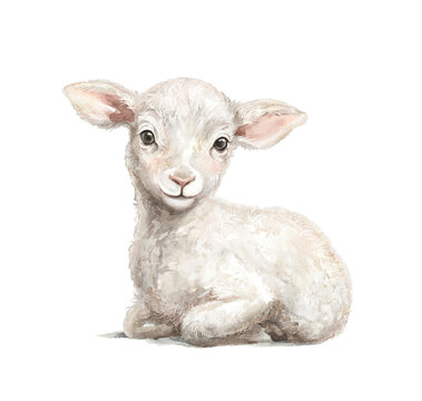 Cute vintage Easter little lamb sheep animal baby isolated on white background. Watercolor hand drawn illustration sketch