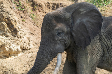 African elephant