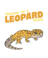 Anatomie Eines Leopardgecko Einzigartiges Layout