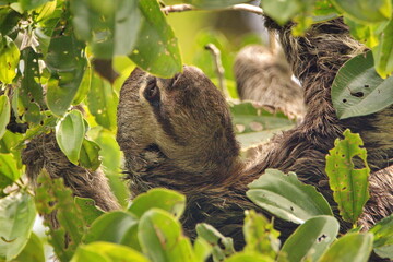 Brown-throated sloth (Bradypus variegatus) grazing on leaves in a tree in the Cuyabeno Wildlife Reserve, outside of Lago Agrio, Ecuador