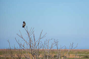 The Lonely Crow and the Tree