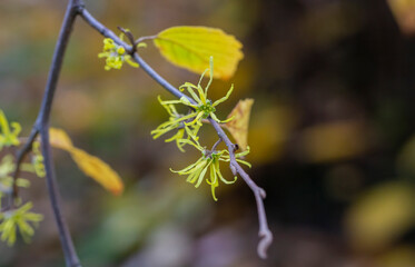 Hamamelis virginiana. Hazel Witch shrub, small yellow flowers on a branch with autumn yellow leaves selective focus