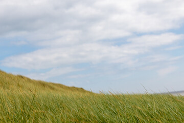 grass on the beach and sky