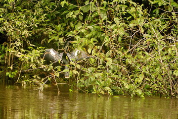 Anhinga (Anhinga anhinga) in the bushes above the river, with its wings extended, in the Cuyabeno Wildlife Reserve, outside of Lago Agrio, Ecuador