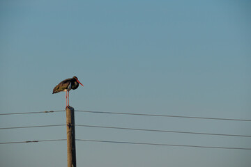 black stork perched on top of electric pole