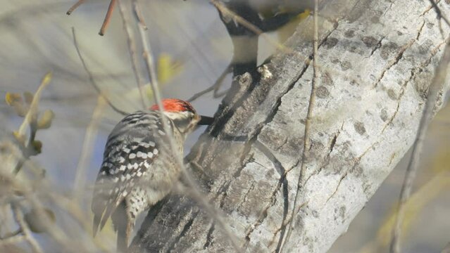 Ladder Backed Woodpecker Eating Grubs from a Tree Slow Motion