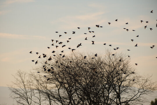 flock of birds taking off from tree