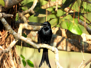Black Drongo