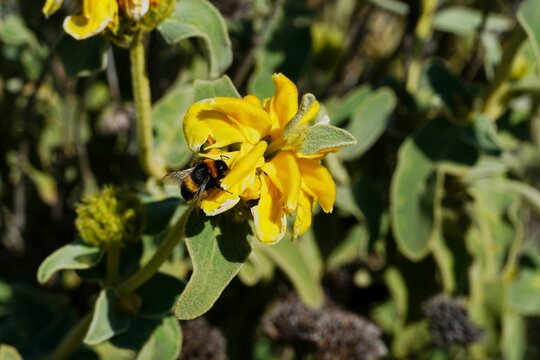 A Jerusalem sage, or Phlomis fruticosa wild plant flower and a bumble bee, or Bombus terrestris in Attica, Greece