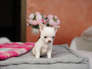 White Chihuahua Puppy Sitting on a grey Pillow. Fluffy, cute lap dog. Cute domestic pets