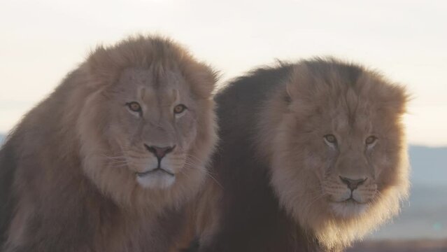 two brother lions standing on beautiful ridge background