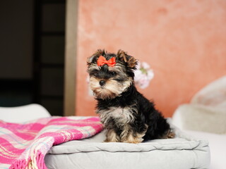 Yorkshire Terrier Puppy Sitting on a grey Pillow. Fluffy, cute dog with bow on her head. Cute...