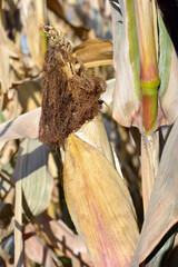 Late summer and early autumn, harvest time. Dry yellow, golden corn trunks with heads of corn growing in a home garden.