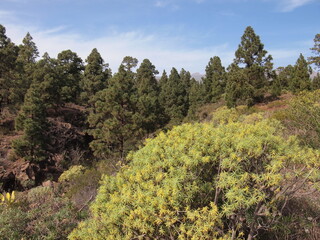 Barranco de la Mesa (San Miguel de Abona, Tenerife, Canary Islands, Spain)