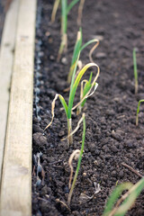 Young garlic plants in a row growing in a wooden raised bed. Growing domestic vegetables concept. Spring work in the garden concept